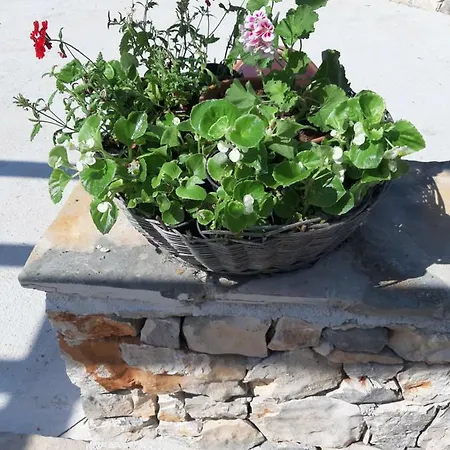 Peaceful Olea Oblica Primošten